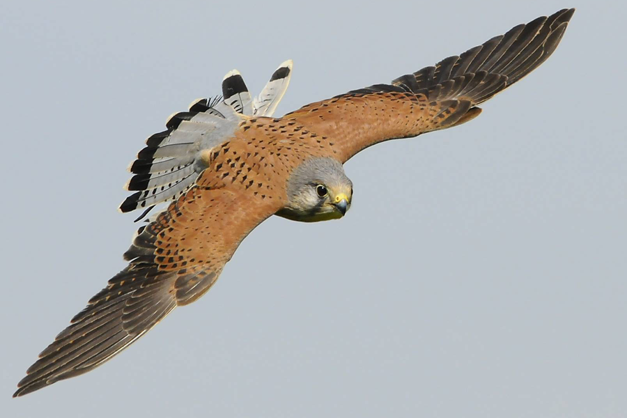 raptor